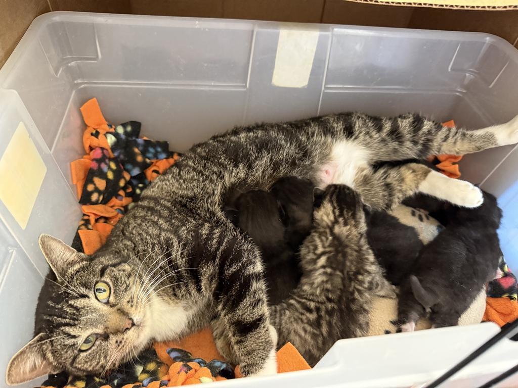 Nova, an adoptable Domestic Short Hair in Ontario, OR, 97914 | Photo Image 2