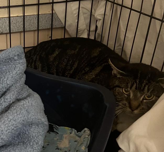 Nova, an adoptable Domestic Short Hair in Ontario, OR, 97914 | Photo Image 3