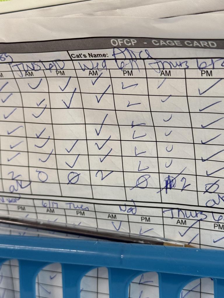 Nova, an adoptable Domestic Short Hair in Ontario, OR, 97914 | Photo Image 4