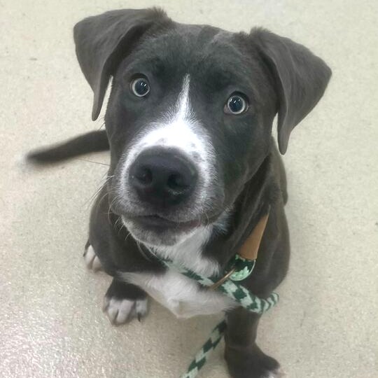 Tonka