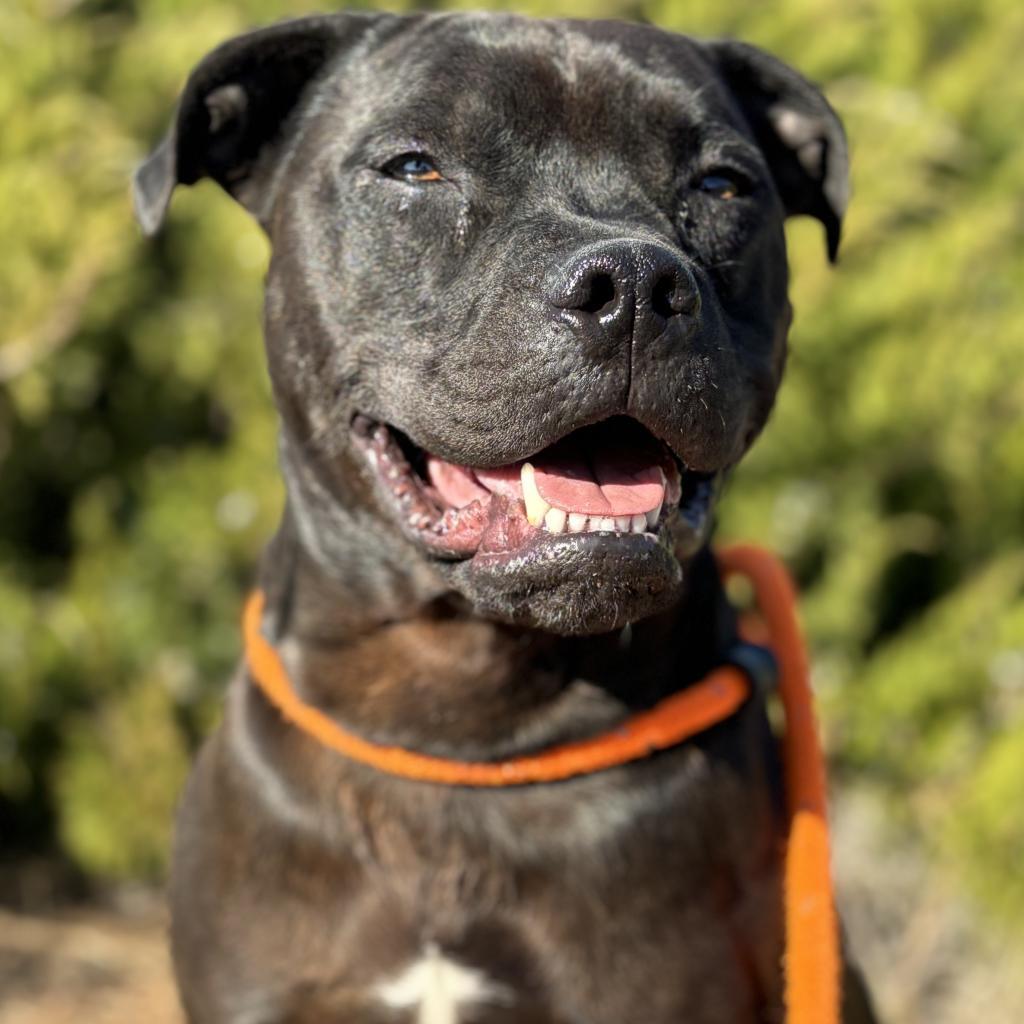 Koda, an adoptable Mixed Breed in Spokane, WA, 99217 | Photo Image 3