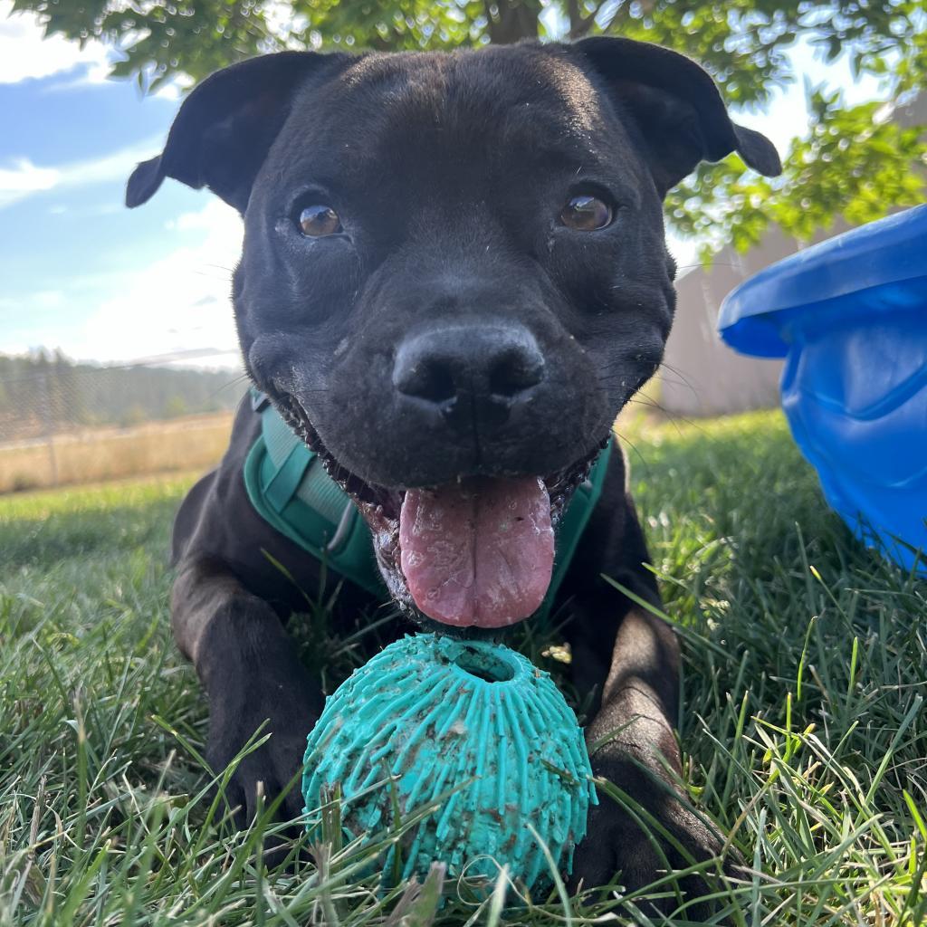 Koda, an adoptable Mixed Breed in Spokane, WA, 99217 | Photo Image 4