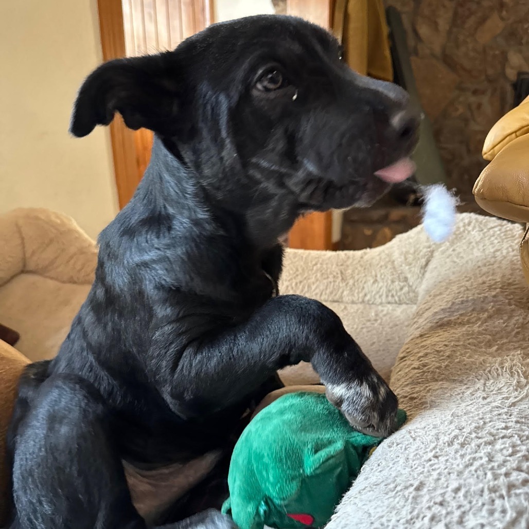 Big Z - Adorable & Silly! Good w/ Dogs! Adopt $175!