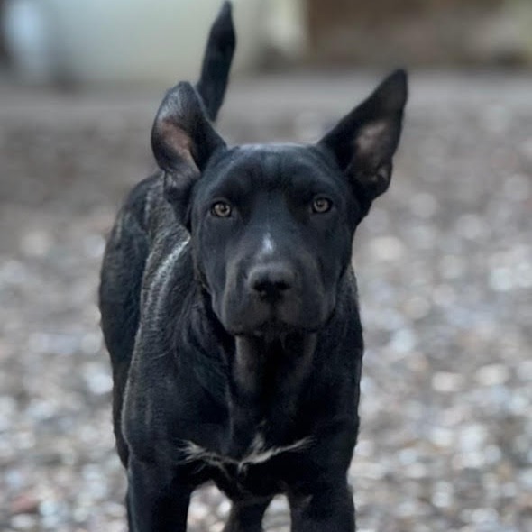 Big Z - Adorable &amp; Silly! Good w/ Dogs! Adopt $0!