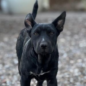 Big Z - Adorable &amp; Silly! Good w/ Dogs! Adopt $0!, Young Male Mixed Breed
