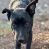 Big Z - Adorable &amp; Silly! Good w/ Dogs! Adopt $0! photo 3