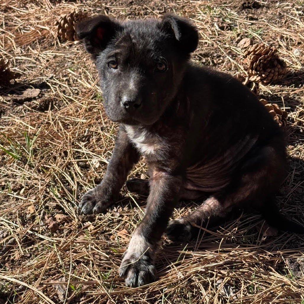 Big Z - Adorable & Silly! Good w/ Dogs! Adopt $175!