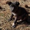 Big Z - Adorable &amp; Silly! Good w/ Dogs! Adopt $0! photo 4