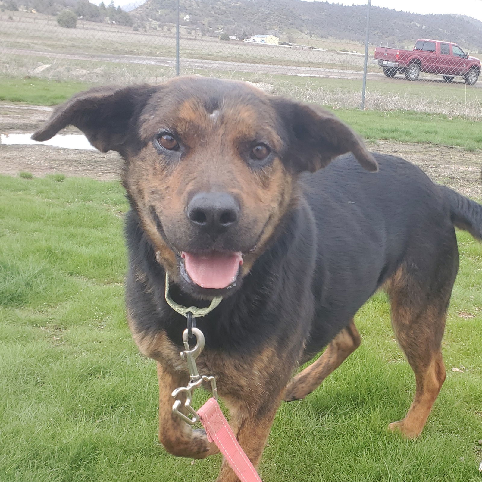 Marie, an adoptable Beauceron, Shepherd in Yreka, CA, 96097 | Photo Image 1