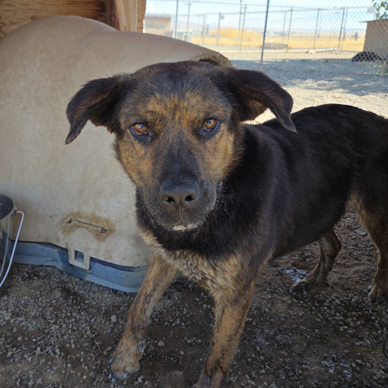 Marie, an adoptable Pit Bull Terrier, German Shepherd Dog in Yreka, CA, 96097 | Photo Image 1