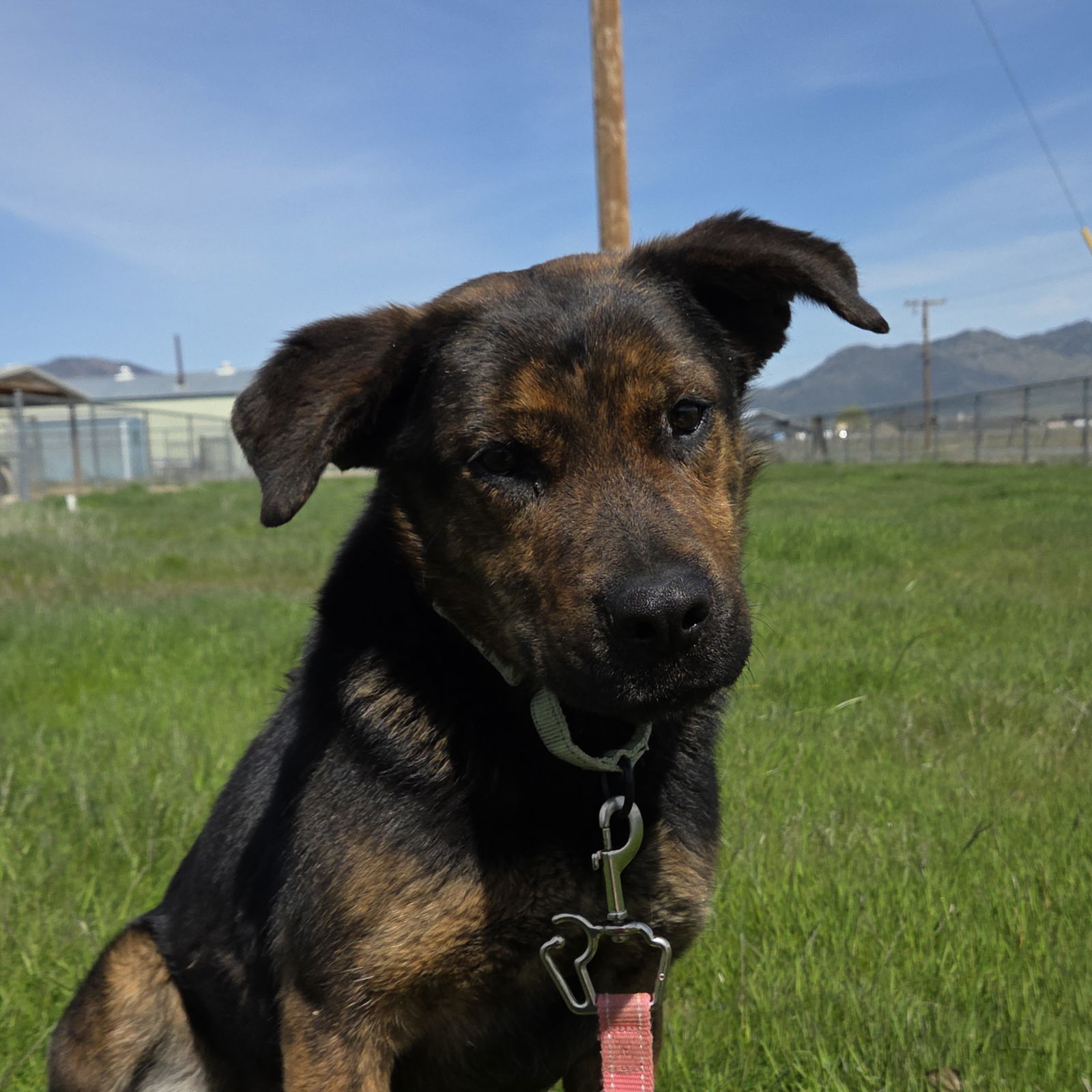 Marie, an adoptable Beauceron, Shepherd in Yreka, CA, 96097 | Photo Image 2