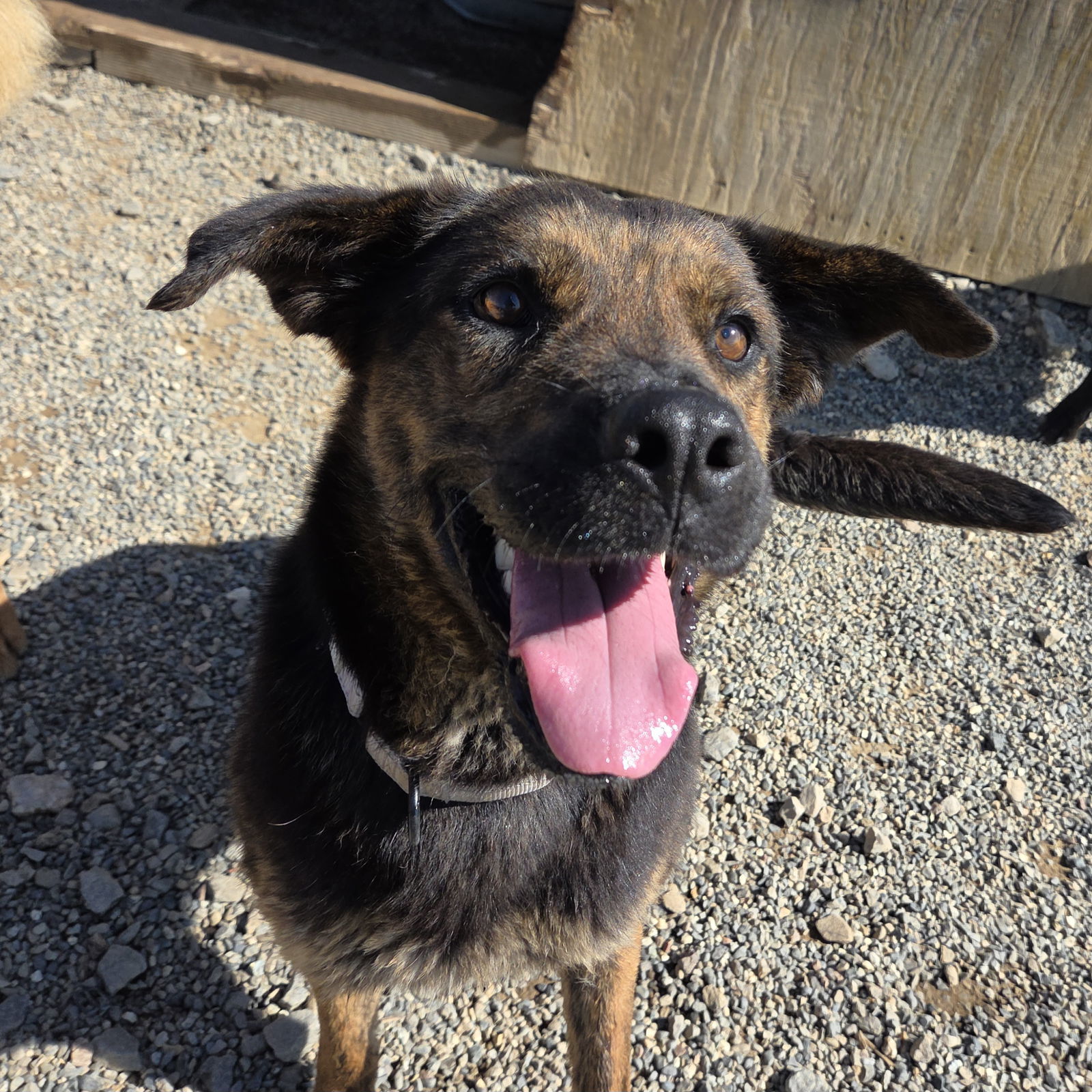 Marie, an adoptable Beauceron, Shepherd in Yreka, CA, 96097 | Photo Image 2