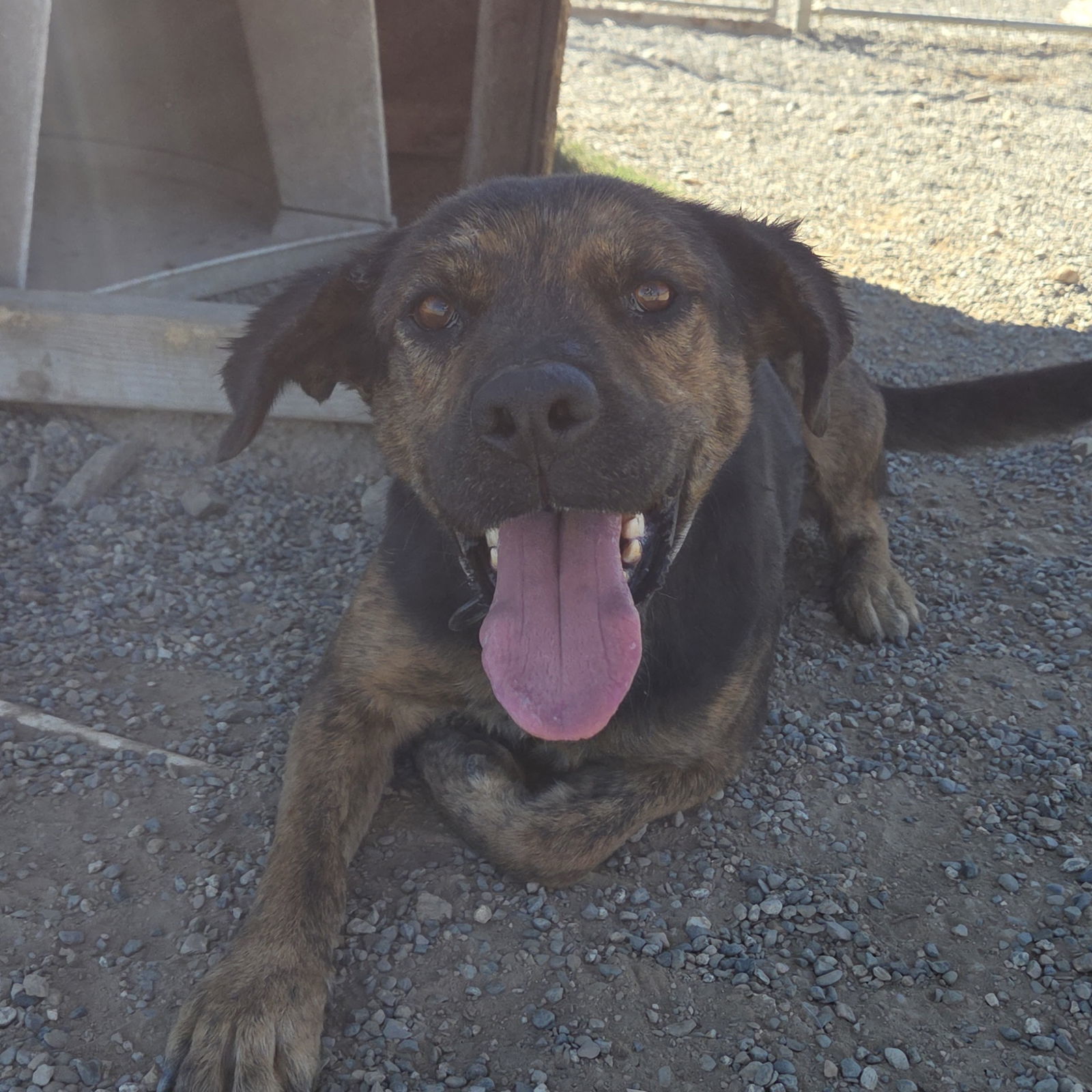 Marie, an adoptable Pit Bull Terrier, German Shepherd Dog in Yreka, CA, 96097 | Photo Image 2