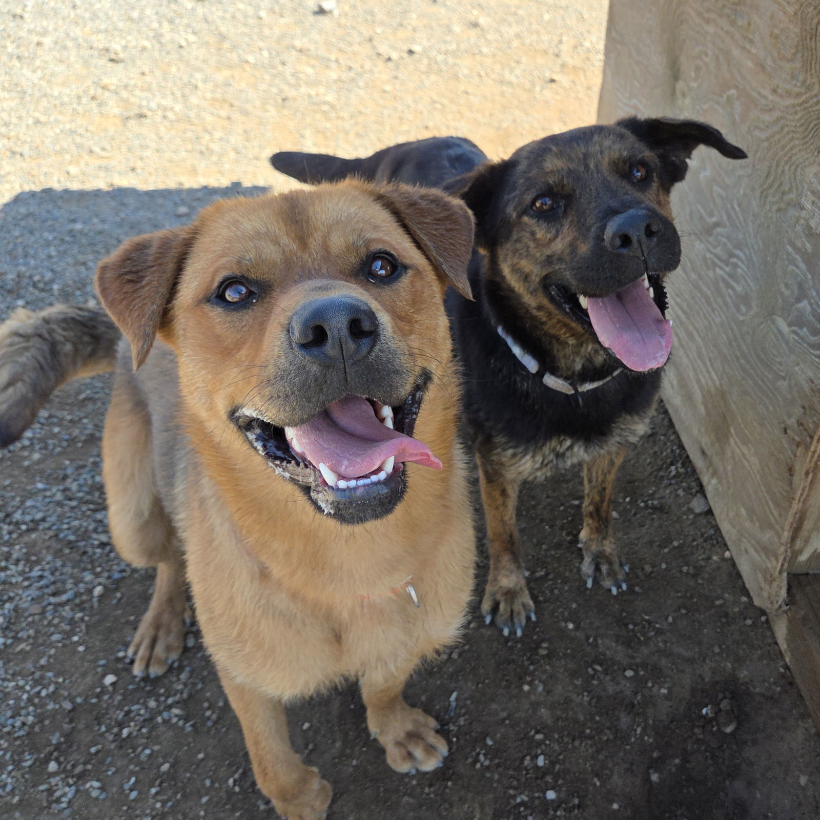 Marie, an adoptable Beauceron, Shepherd in Yreka, CA, 96097 | Photo Image 3