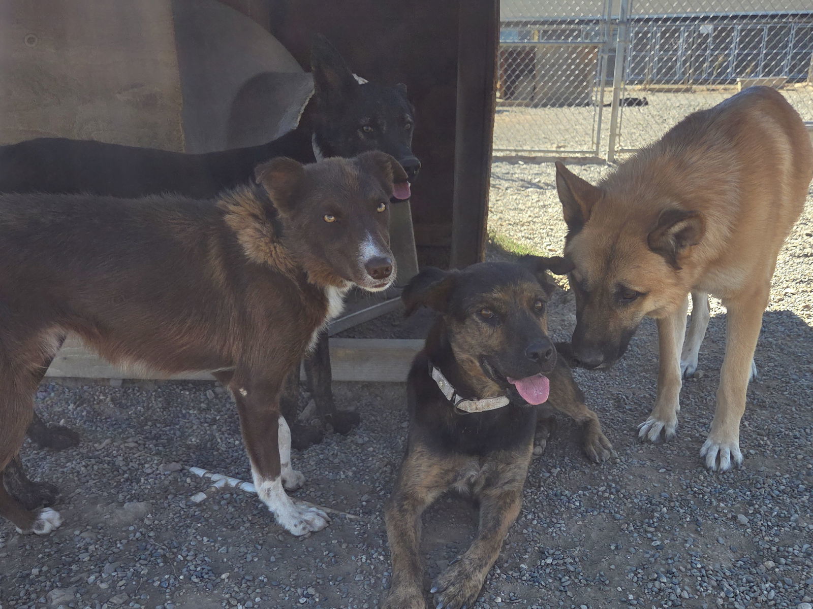 Marie, an adoptable Pit Bull Terrier, German Shepherd Dog in Yreka, CA, 96097 | Photo Image 3