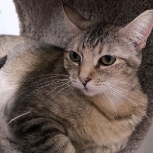 Eve, Adult Female Domestic Short Hair