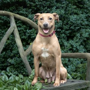 Tahiti, Adult Female Mixed Breed