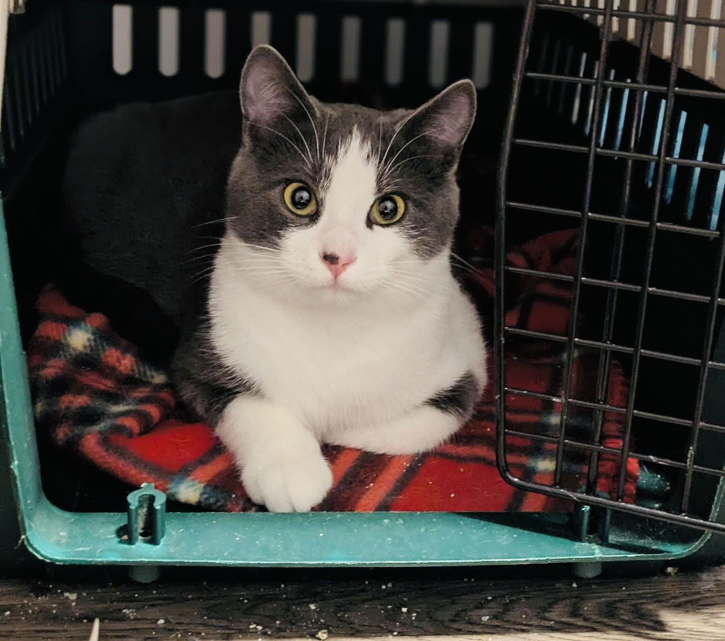 Speed Limit, an adoptable Domestic Short Hair in Duluth, MN, 55802 | Photo Image 1