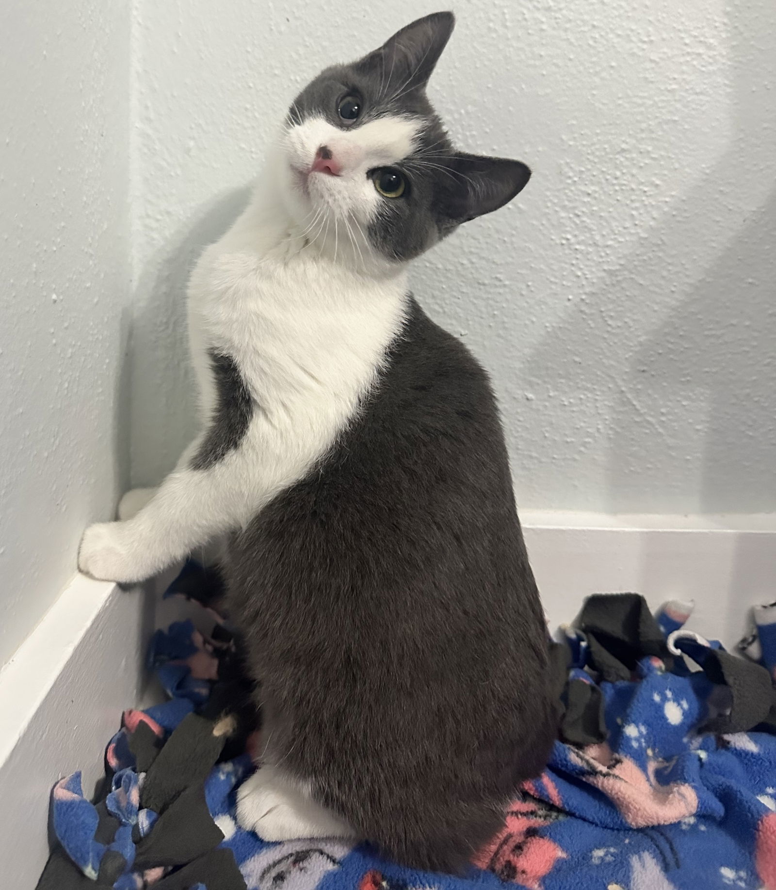 Speed Limit, an adoptable Domestic Short Hair in Duluth, MN, 55802 | Photo Image 2