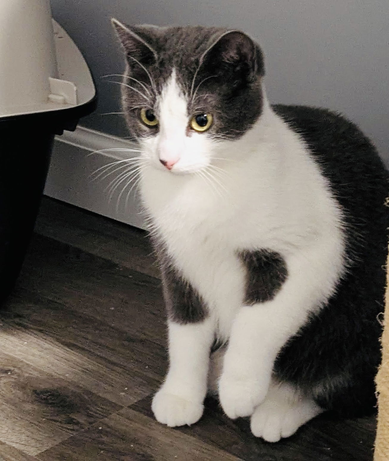 Speed Limit, an adoptable Domestic Short Hair in Duluth, MN, 55802 | Photo Image 3