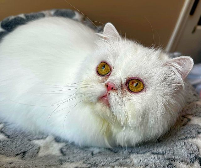 SQUISHY 2