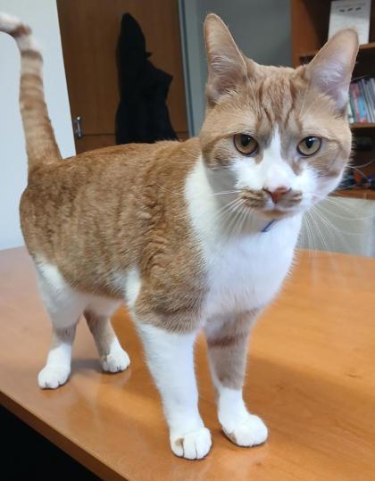 Cimba