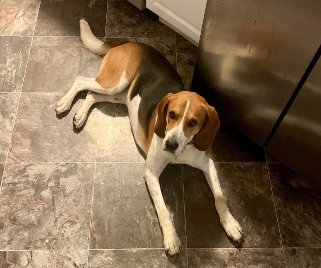 Biscuit 2