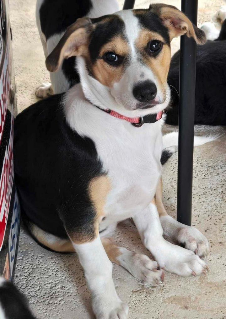 Willow - Puppy of Penny 1