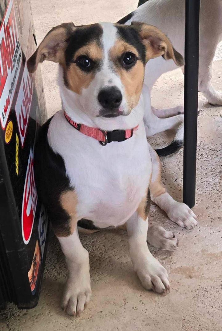 Willow - Puppy of Penny 2