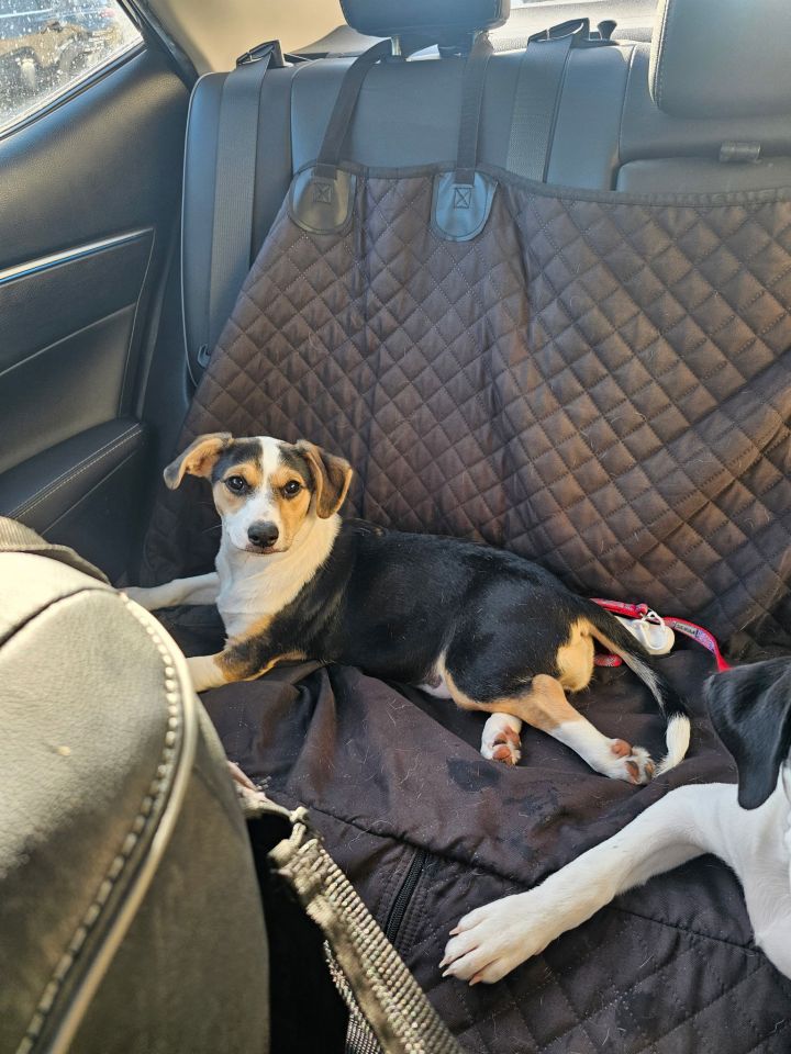 Willow - Puppy of Penny 3