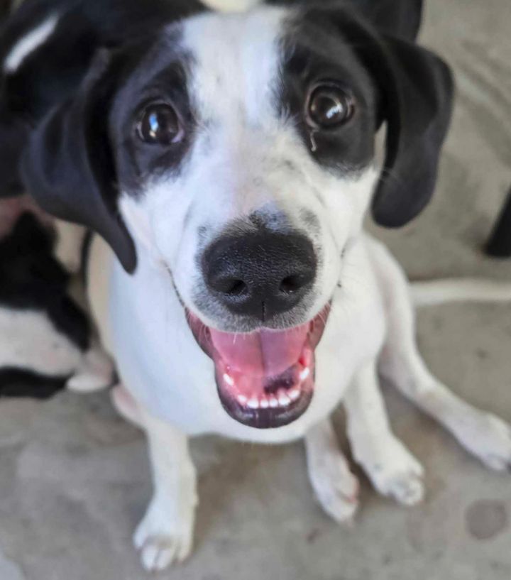 Angel - Puppy of Penny 1