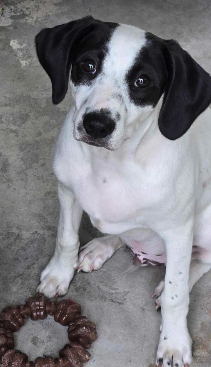 Angel - Puppy of Penny 2