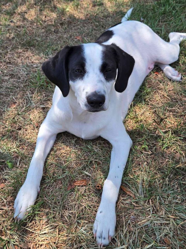 Angel - Puppy of Penny 3
