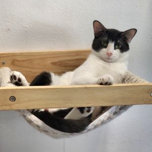 Beau- City of Industry Location, Young Male Domestic Short Hair