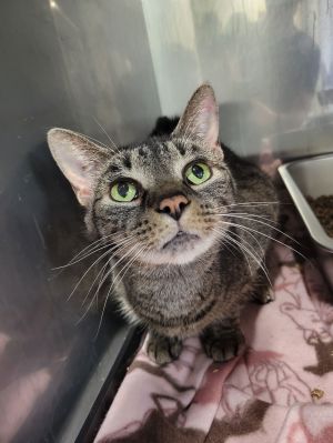 Sheila, Adult Female Tabby