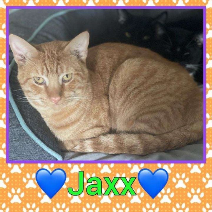 Jaxx 1