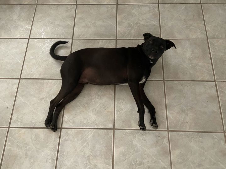 KODA #2 2
