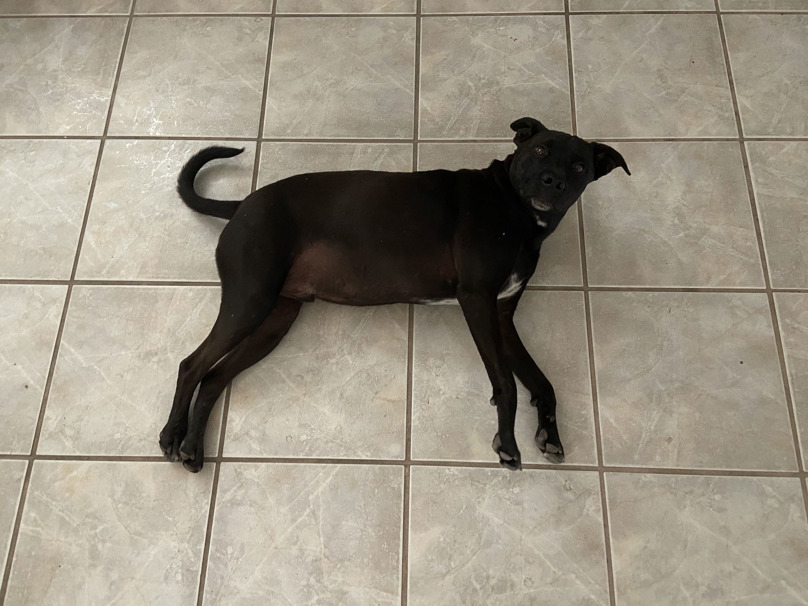 KODA #2