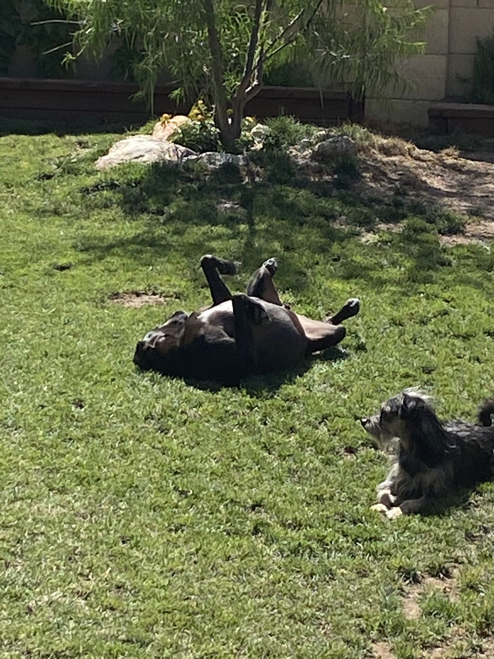 KODA #2