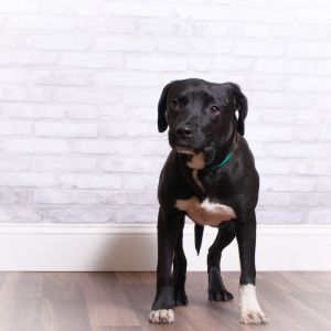 Kona