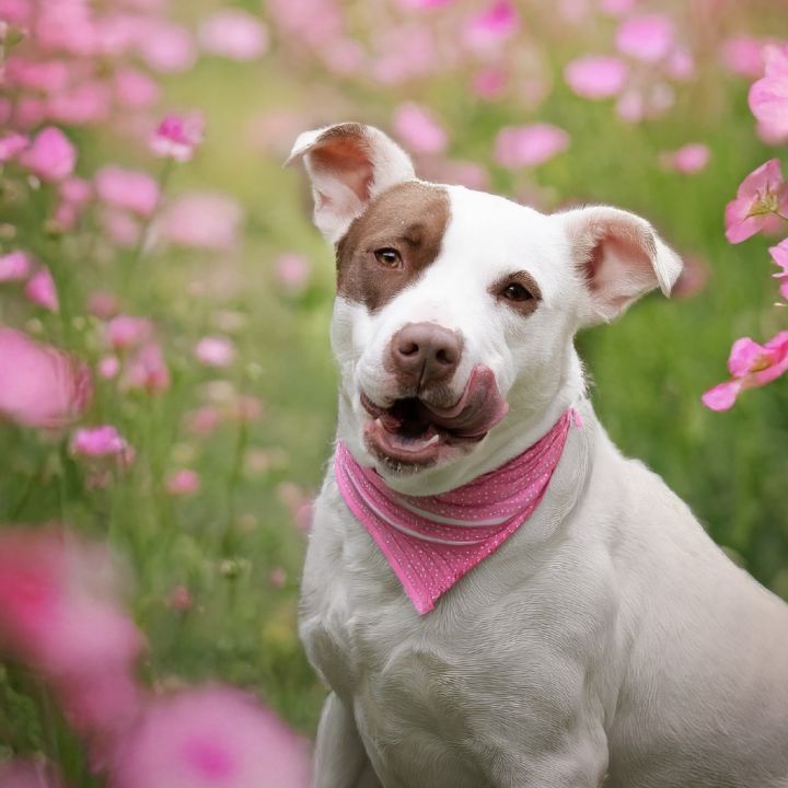 Pinky 1