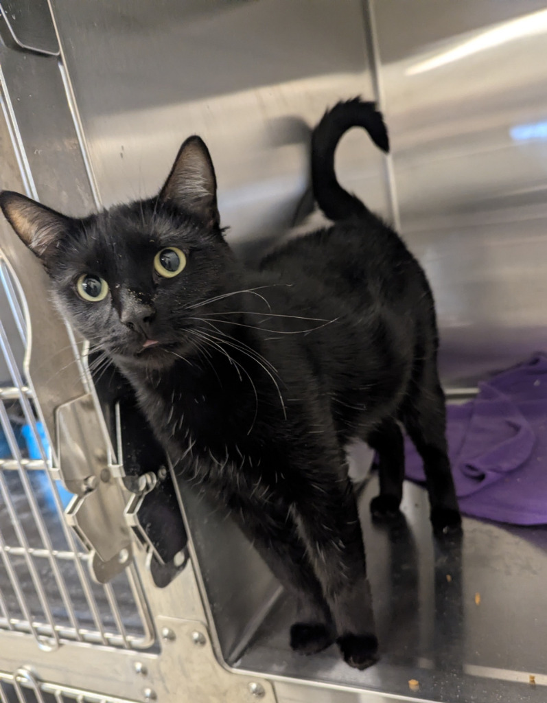 Beth, an adoptable Domestic Short Hair in Havre, MT, 59501 | Photo Image 1