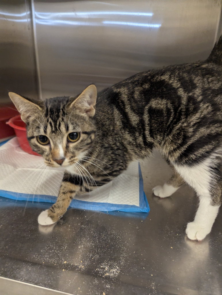 Beth Older, an adoptable Domestic Short Hair in Havre, MT, 59501 | Photo Image 1