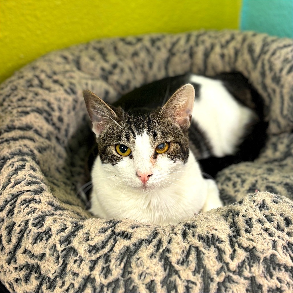 Greta, an adoptable Domestic Short Hair in Fresno, CA, 93726 | Photo Image 1