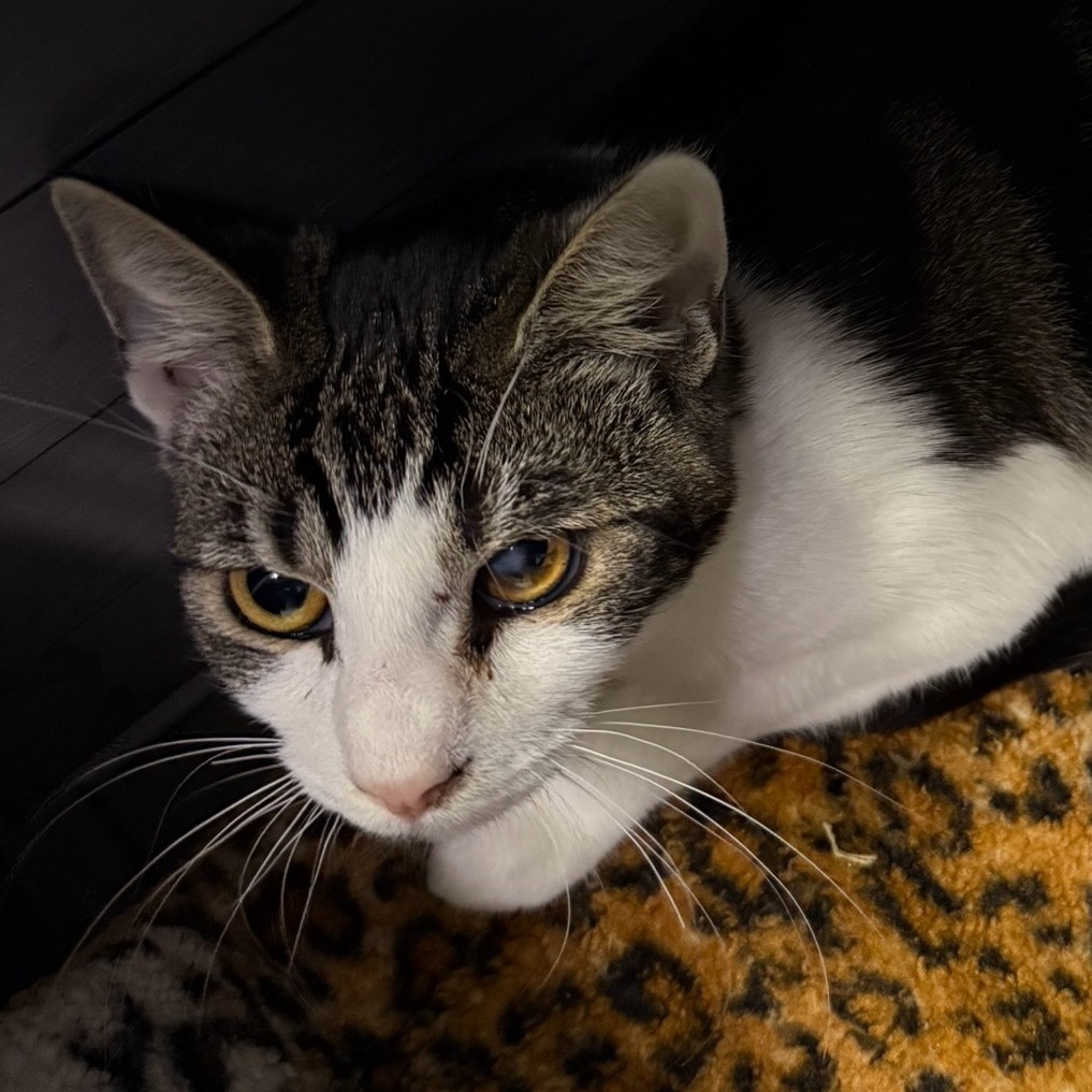 Greta, an adoptable Domestic Short Hair in Fresno, CA, 93726 | Photo Image 2