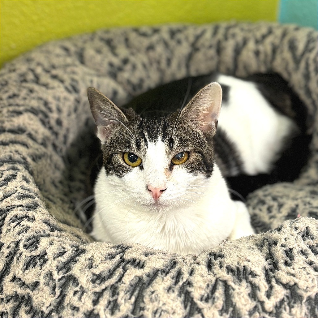 Greta, an adoptable Domestic Short Hair in Fresno, CA, 93726 | Photo Image 3