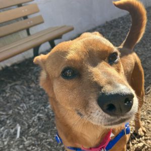 Pip