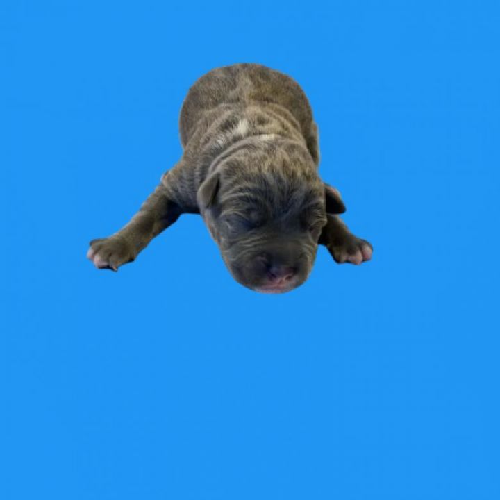 Doogan 2