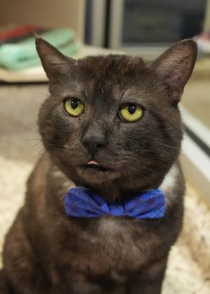 Meet Blade - a gentle giant with a heart as big as his name Despite being FIV-positive Blade is ve
