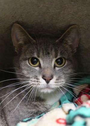 Widget is a calm sweet cat who starts off a little shy She does well with other cats-especially he